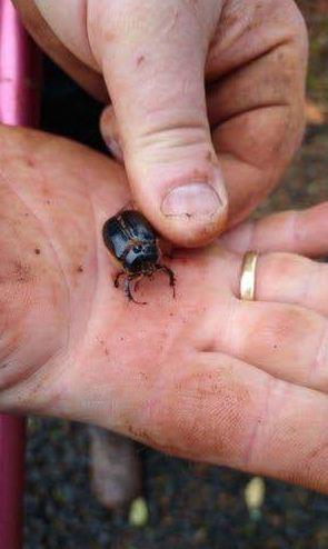 Rain beetle on hand