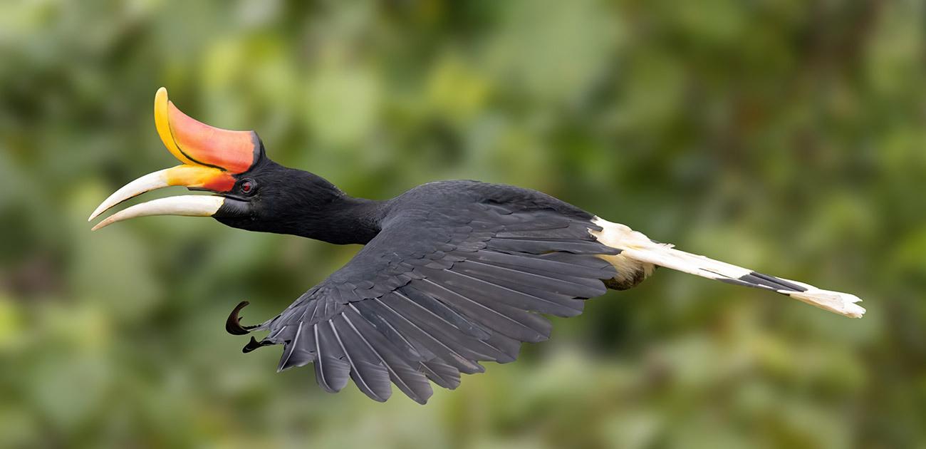Side view of a rhinoceros hornbill flying through the air 
