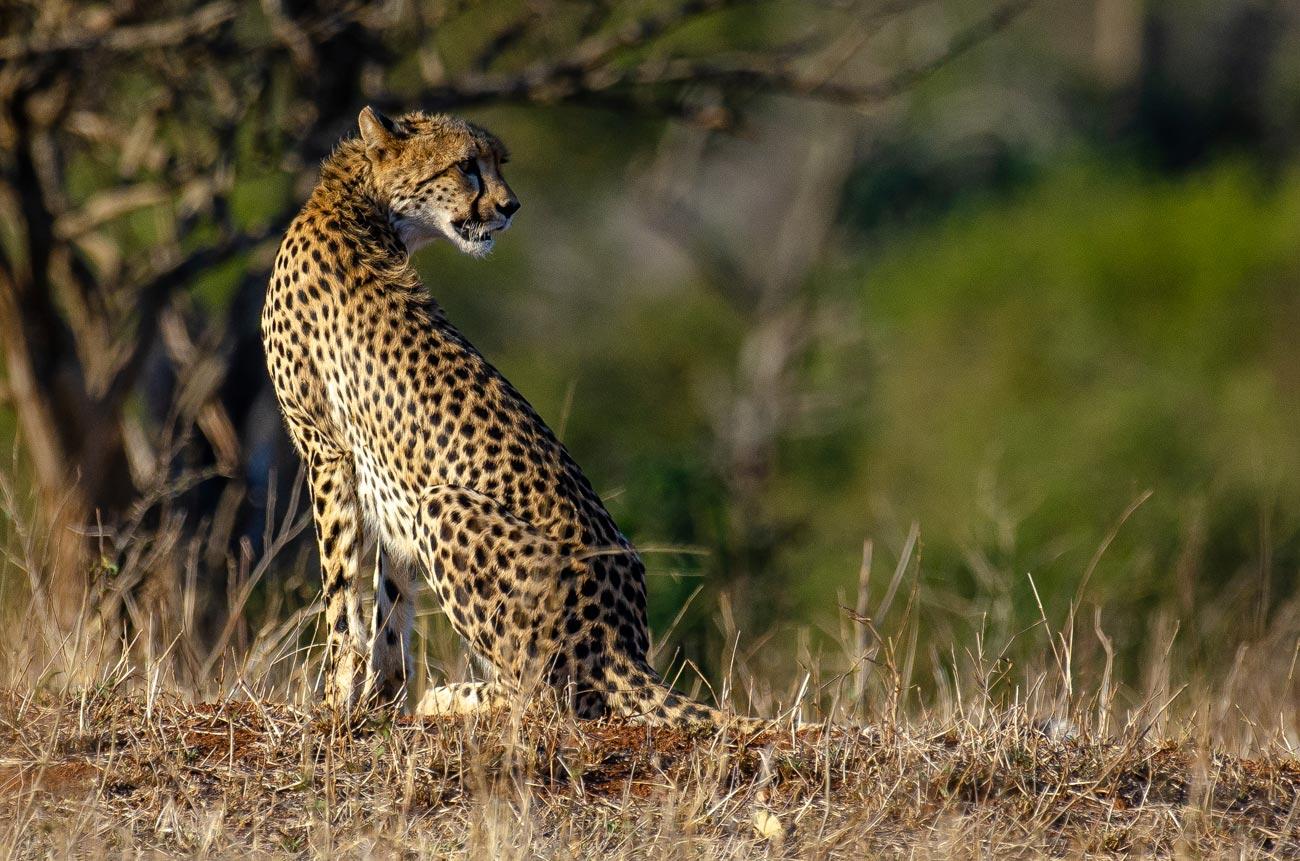 Cheetah on the savannah