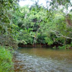 Tropical river in rainforest