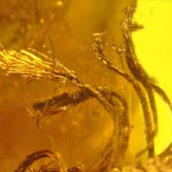 Extreme close-up of needles on the tip of the stem of an embryo plant encased in bright yellow amber resin.