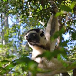 Lemur in a tree