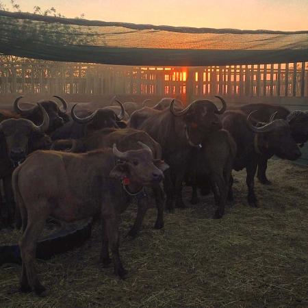 African buffalo heard in corral at sunrise.
