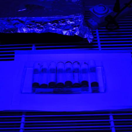 Vials sit under blue light.