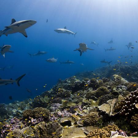 Ocean underwater image with sharks and coral reef.