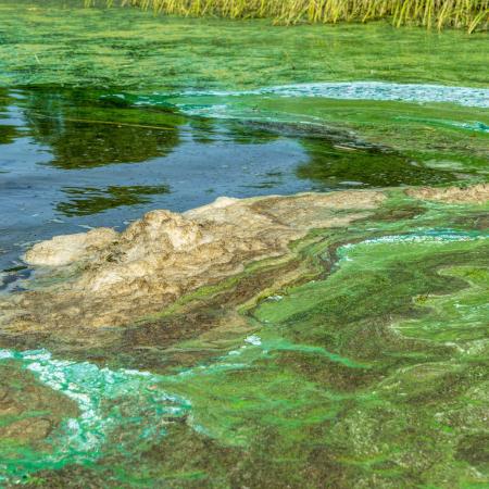 An algal bloom on a river. Green and blue lines on the water.