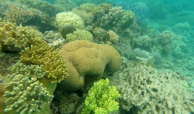 Coral reef sitting on rocks in ocean floor