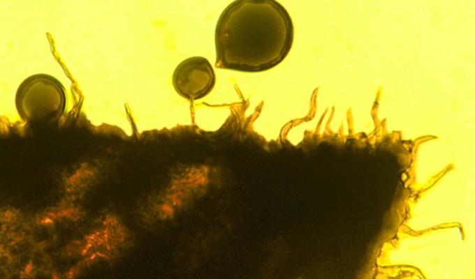 microscopic organism on yellow backdrop