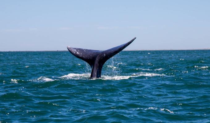 Blue whale tail peering out of ocean surface