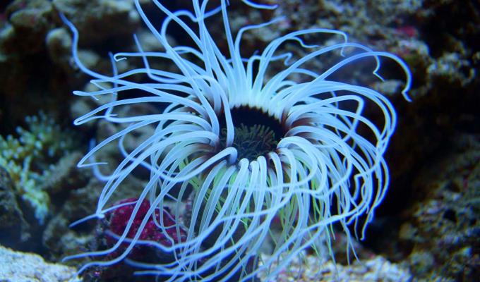sea anemone swaying on ocean floor