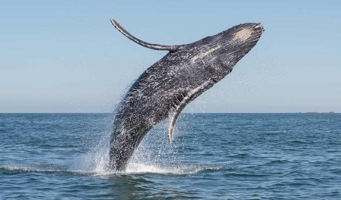 Blue whale jumping from ocean surface