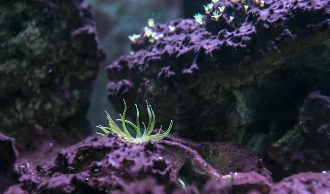 Purple coral at bottom floor of shallow ocean