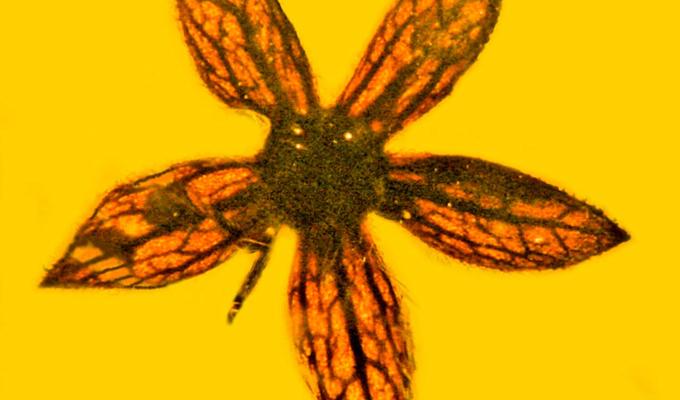 Tropidogyne pentaptera fossilized in amber
