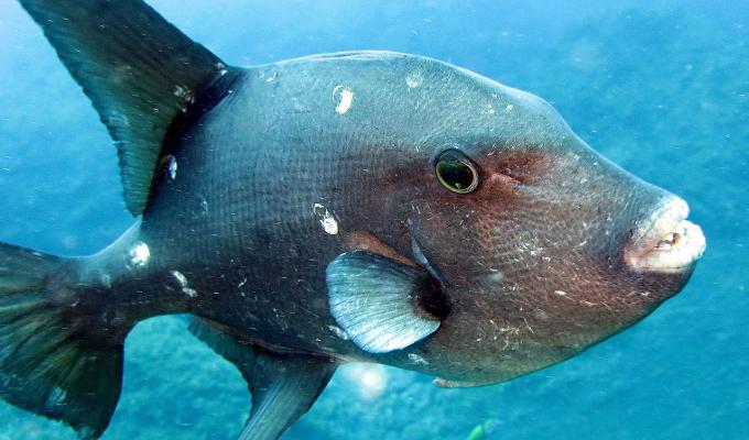 triggerfish swimming in shallow ocean