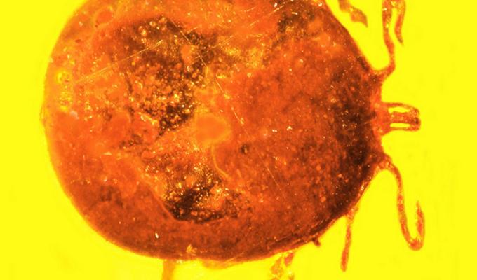 round insect fossilized in yellow amber