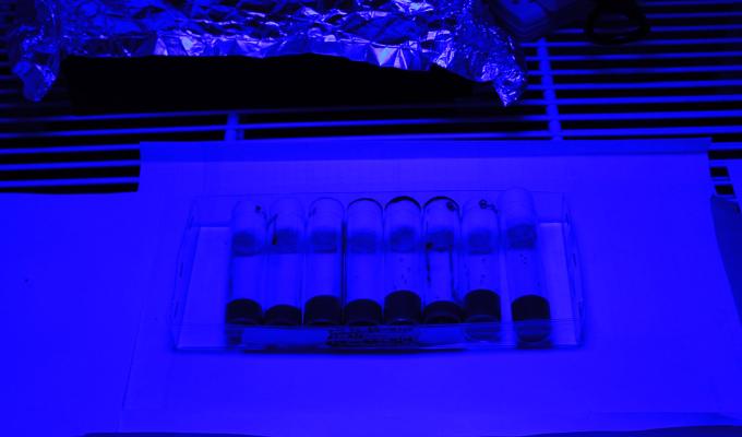 Fruit flies under blue light in lab