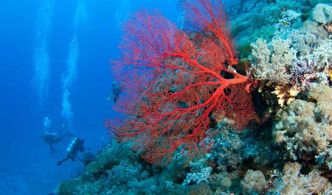 Red Fan Coral on shallow ocean floor