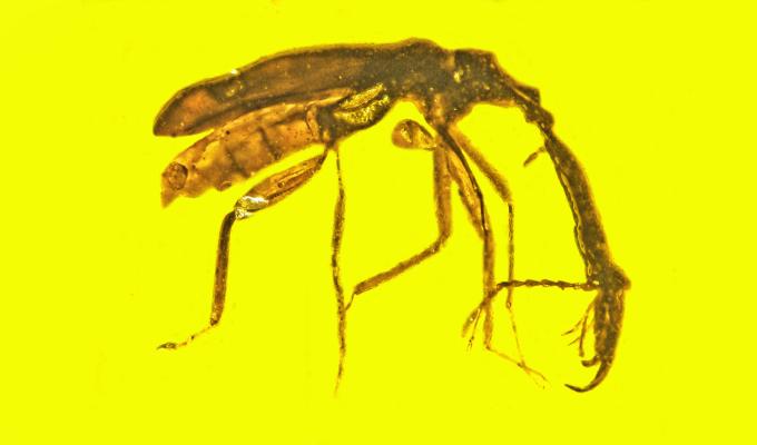 Mammoth weevil in yellow amber.