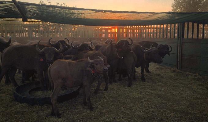 African buffalo heard in corral at sunrise.