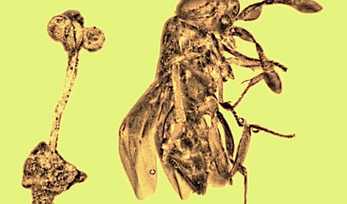 An floral and wasp fossil lay next to each other in amber