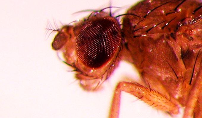 A zoomed in shot of a fruit fly.