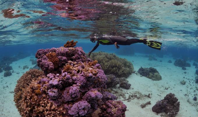 Coral microbiologist Rebecca Vega Thurber snorkeling above a mass of coral in clear waters.