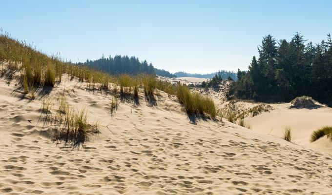 Picture with sand dune and dune grasses in the foreground, evergreens and sky in the background, taken from a high point above the Oregon Dunes