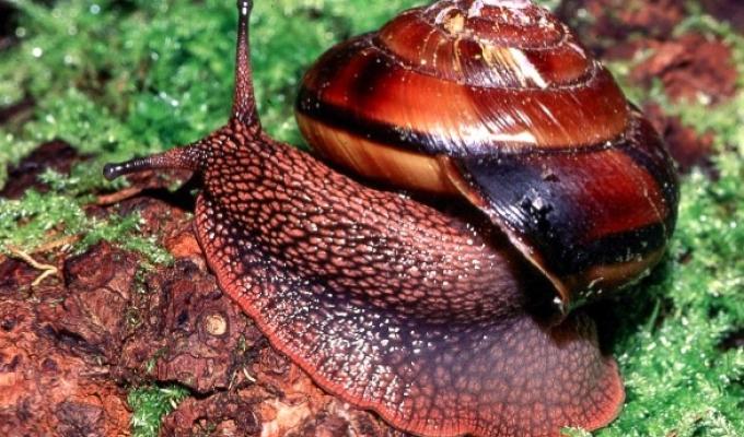 A medium shot of a pacific sideband snail.