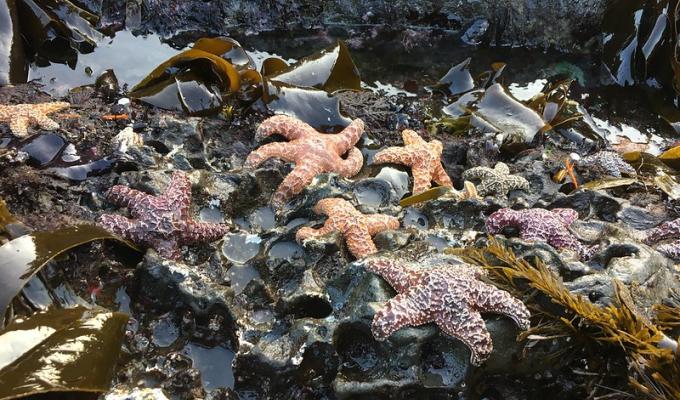 Young adult ochre sea stars