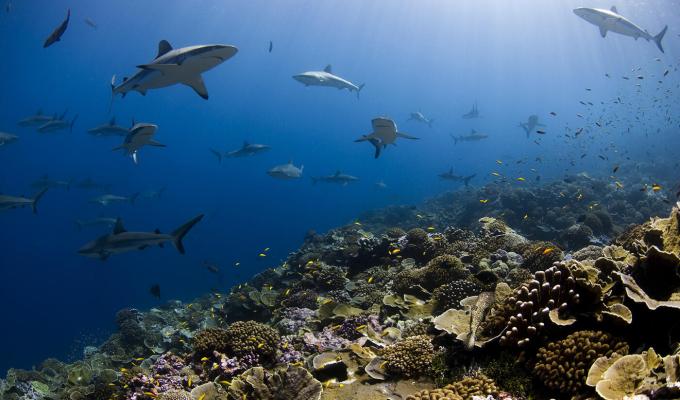 Ocean underwater image with sharks and coral reef.