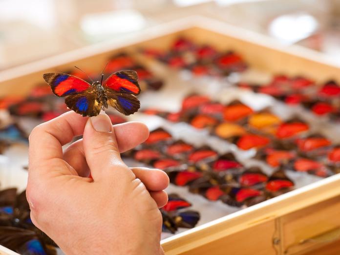 Student holding a butterfly in the OSU arthropod collection.