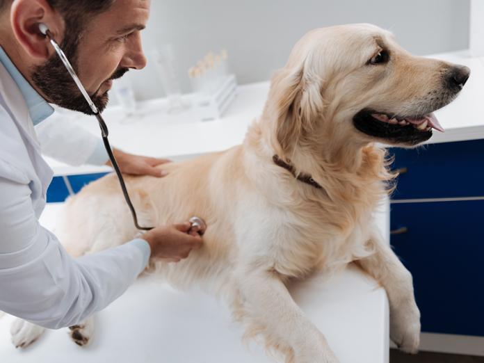 Veterinarian examining dog with stethoscope.