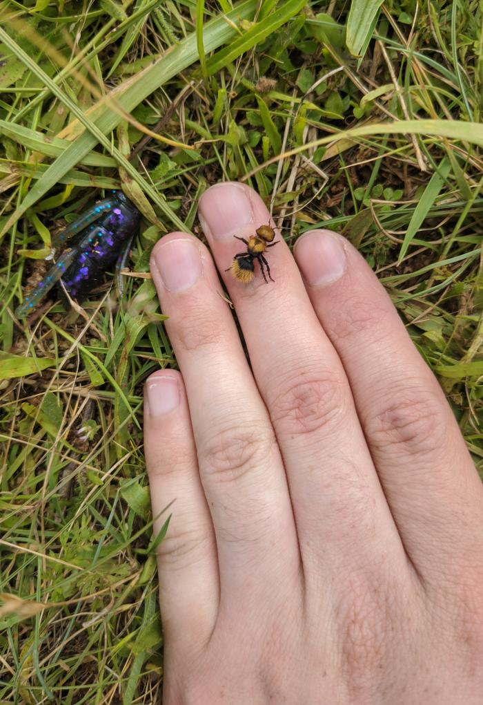 A velvet ant, a fuzzy yellow-and-black insect, sits perched on Raffin's hand.