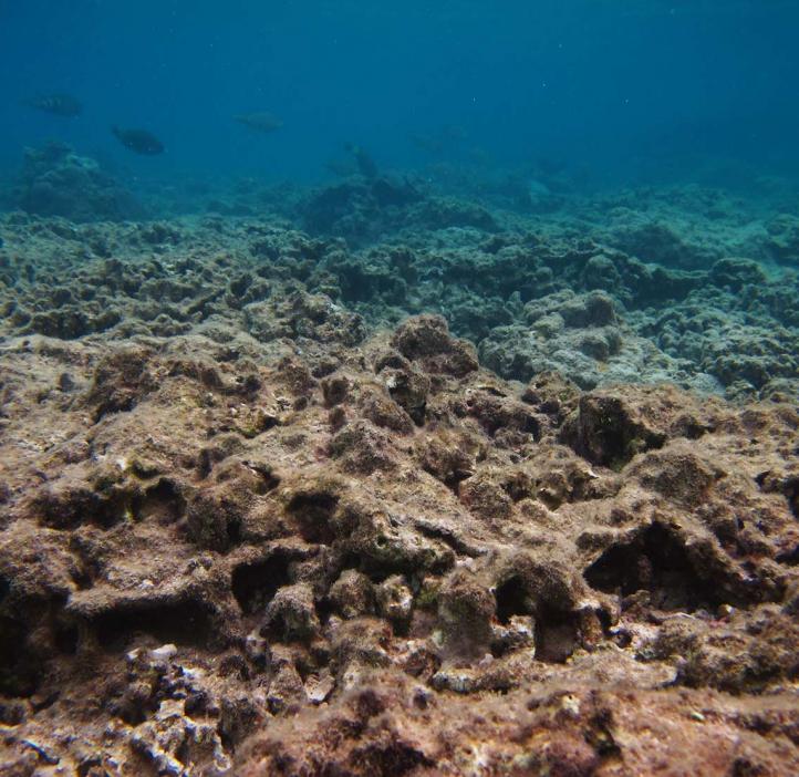coral at bottom floor of shallow ocean