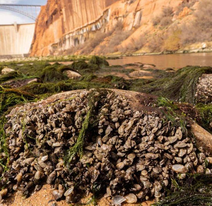 Quagga mussels on rock on bank of Colorado River.