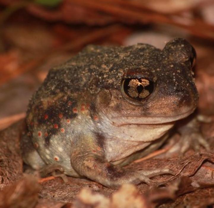 Eastern Spadefoot Toad sitting in leaves.