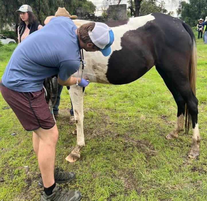 Jared McClure, a senior majoring in biology, takes care of a horse's wound during a field clinic. 